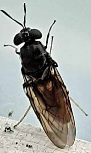 Réf. 307 119 : Hermetia illucens
